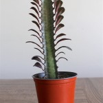 Cactus - Euphorbia Trigona