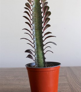 Cactus – Euphorbia Trigona