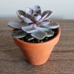 Cactus - Echeveria mauve