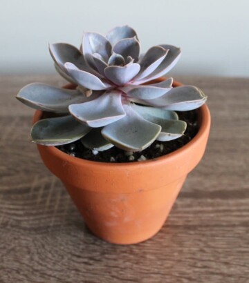 Cactus – Echeveria mauve