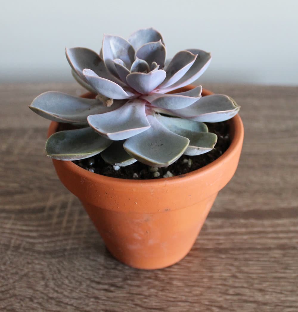 Cactus – Echeveria mauve