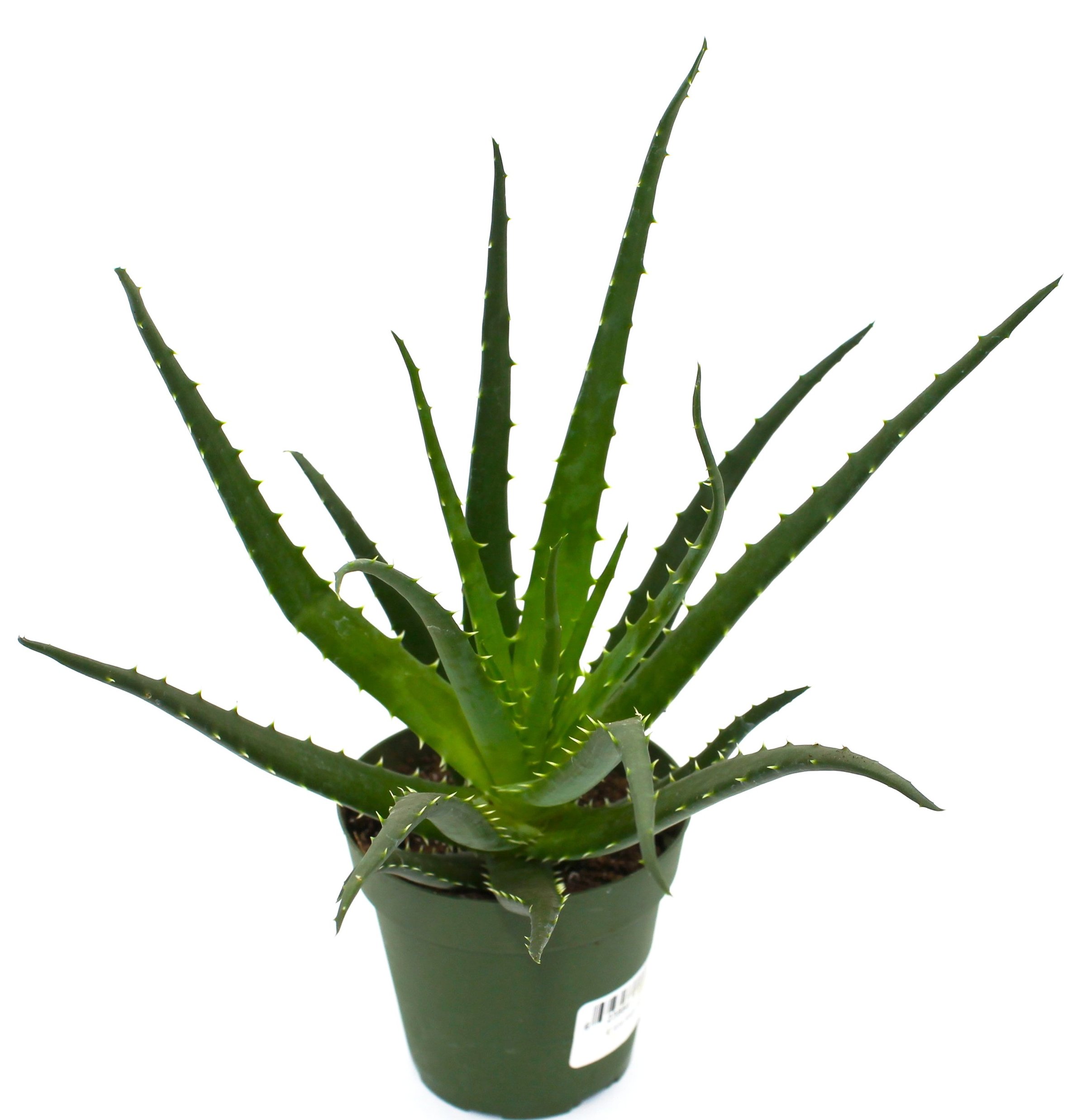 Cliquez ici pour acheter Plante décorative : Aloes