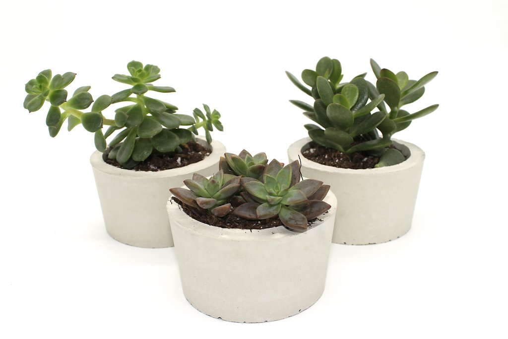 Trio de pots de béton et mini cactus