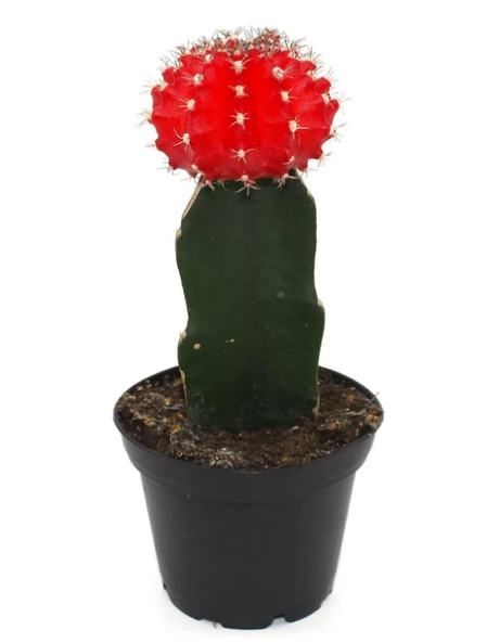 Cliquez ici pour acheter Cactus – Greffe rouge