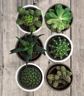Ensemble de plantes « Pour les nuls »!