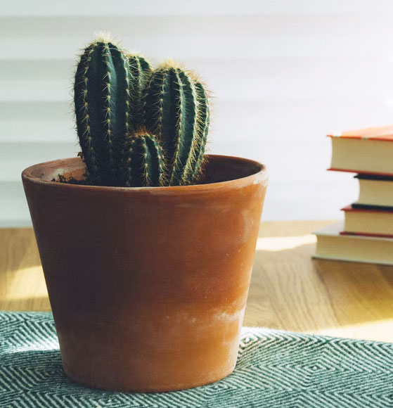 Cactus – Cleistocactus jaune