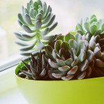 Succulentes variées - Livraison à domicile