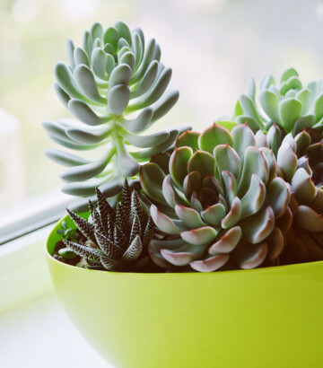 Succulentes variées – Livraison à domicile