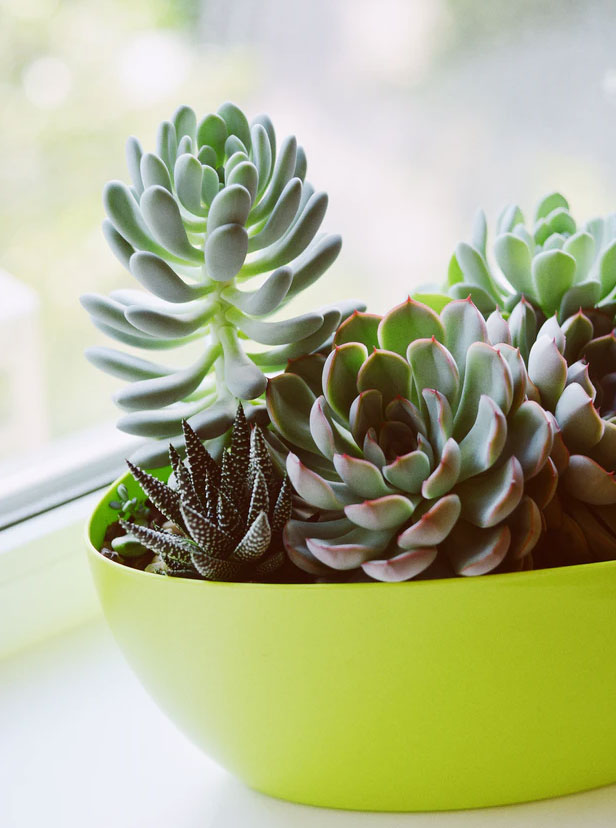 Succulentes variées – Livraison à domicile