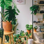 Plantes tropicales - Livraison à domicile