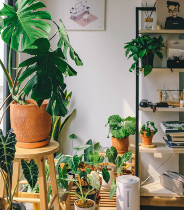 Plantes tropicales – Livraison à domicile