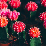 Cactus lune - Plusieurs couleurs de greffe