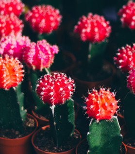 Cactus lune – Plusieurs couleurs de greffe