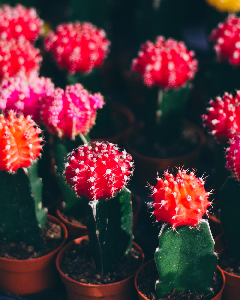 Cactus lune – Plusieurs couleurs de greffe