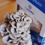 Culture de champignons maison - Pleurotes bleus