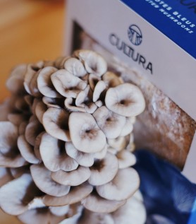 Culture de champignons maison – Pleurotes bleus