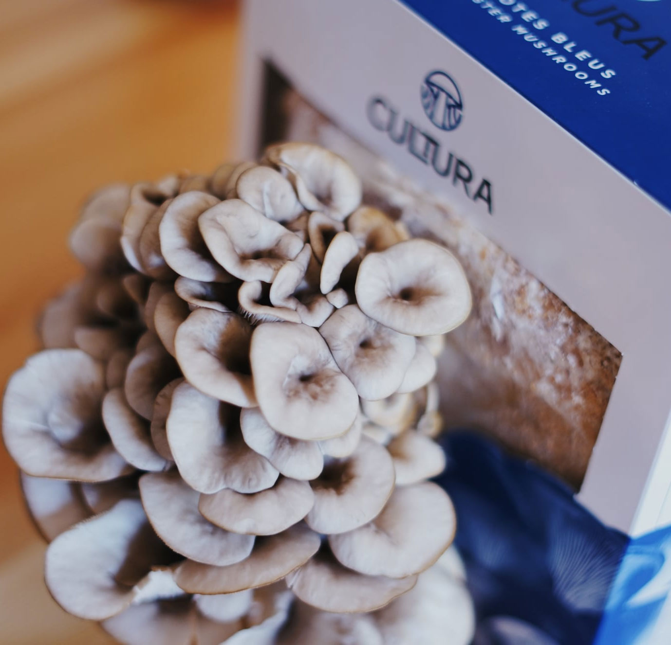 Cliquez ici pour acheter Culture de champignons maison – Pleurotes bleus