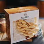 Culture de champignons maison - Pleurotes blancs