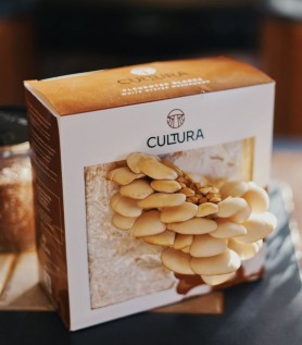 Culture de champignons maison – Pleurotes blancs