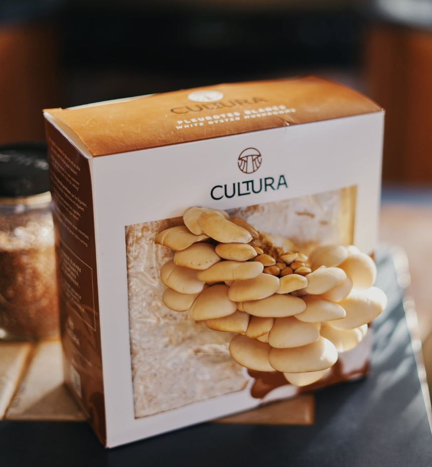 Culture De Champignons Maison Pleurotes Blancs Idee Cadeau Quebec