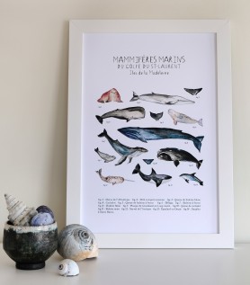 Affiche – Mammifères marins du Golfe du St-Laurent