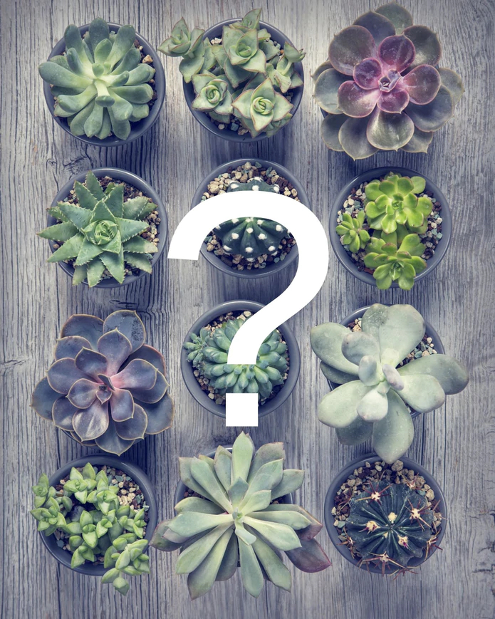 Cactus – Boite mystère!