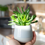 Plante grasse - Crassula Gollum