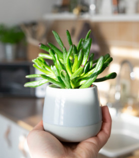 Plante grasse – Crassula Gollum