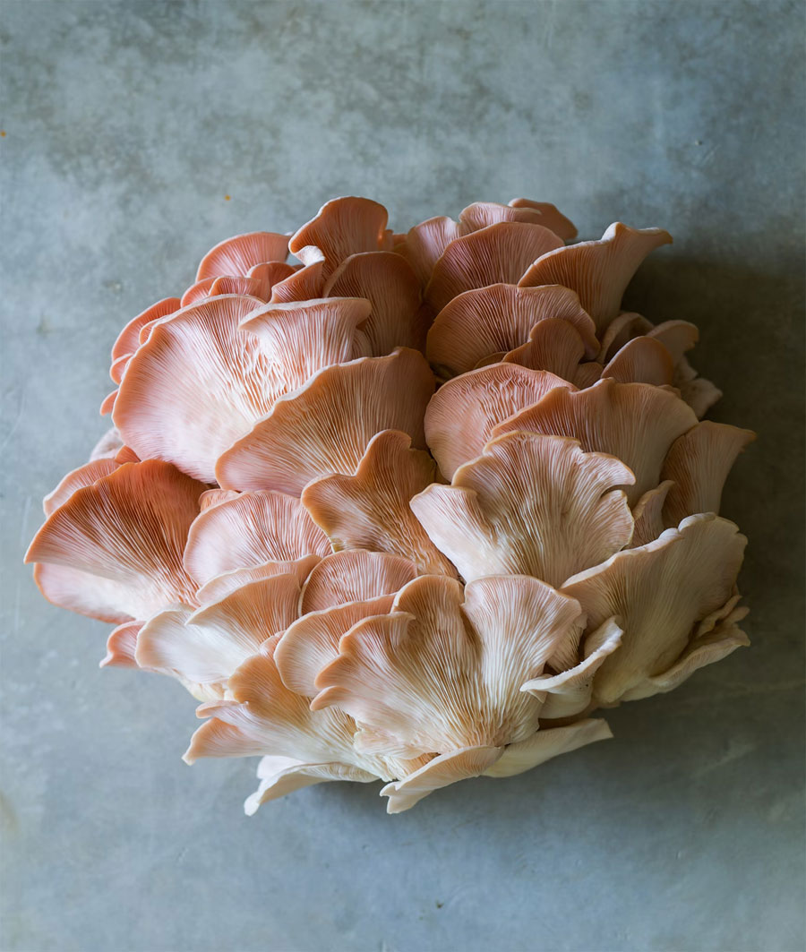 Pleurote rose – Culture de champignons maison