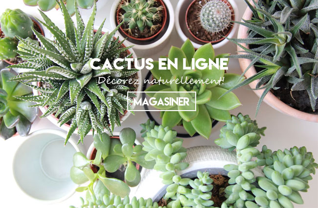 Cactus, succulentes et plantes tropicales à offrir en cadeau