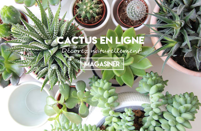 Achat de cactus, plantes & succulentes en ligne