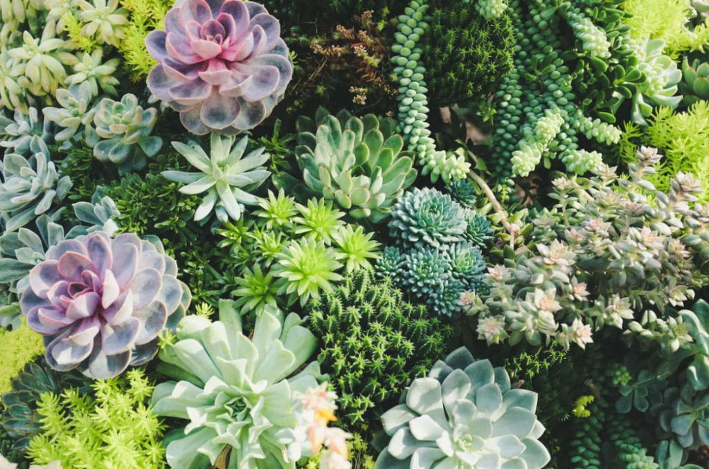Cactus en ligne pour achat de plantes