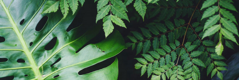 Cadeaux pour l'accro des plantes