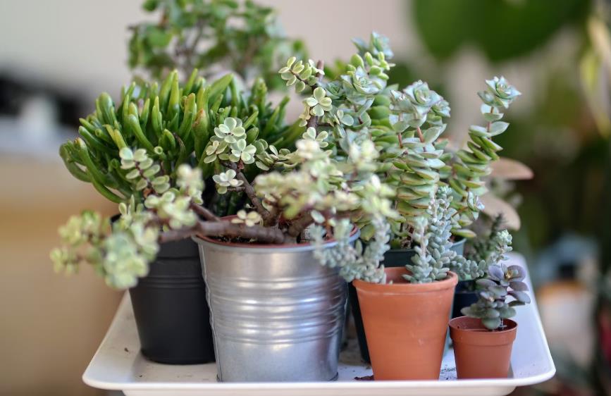 Plantes, cactus et succulentes à offrir en cadeau de Saint-Valentin