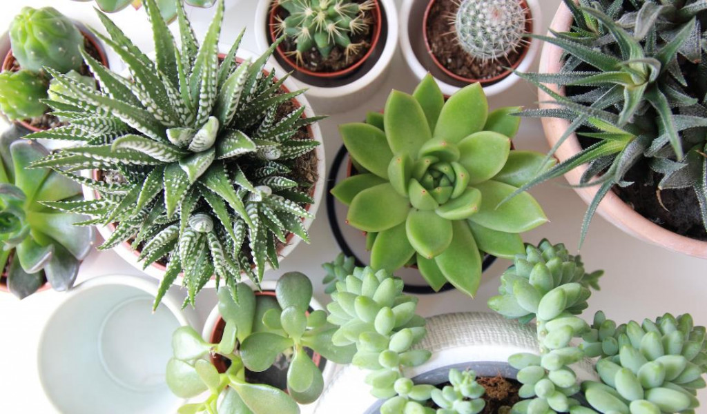 Cactus et plantes en cadeau de mariage