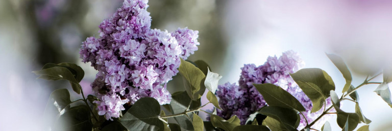 Cadeau pour maman avec le lilas à l'honneur