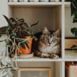 Plantes sans danger pour animaux