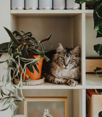 Plantes sans danger pour animaux