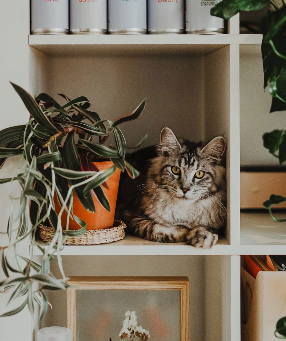 Plantes sans danger pour animaux