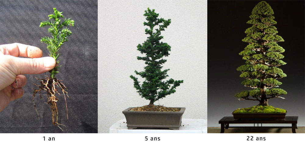 Évolution des bonsaïs