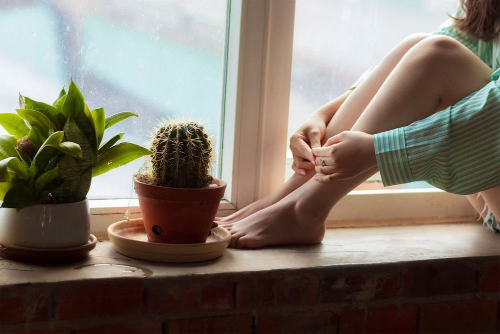 Plantes, cactus et succulentes à faire livrer à une personne pour souhaiter ses condoléances.
