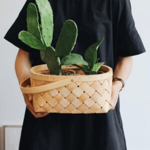 Achat de cactus en ligne au Québec
